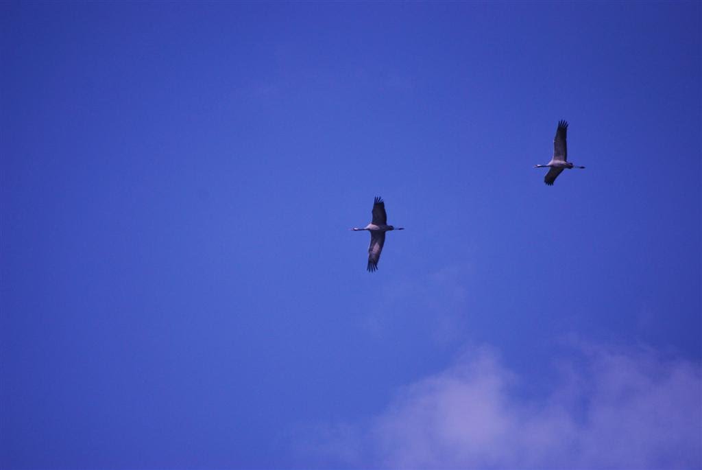 Kraanvogels in de vlucht