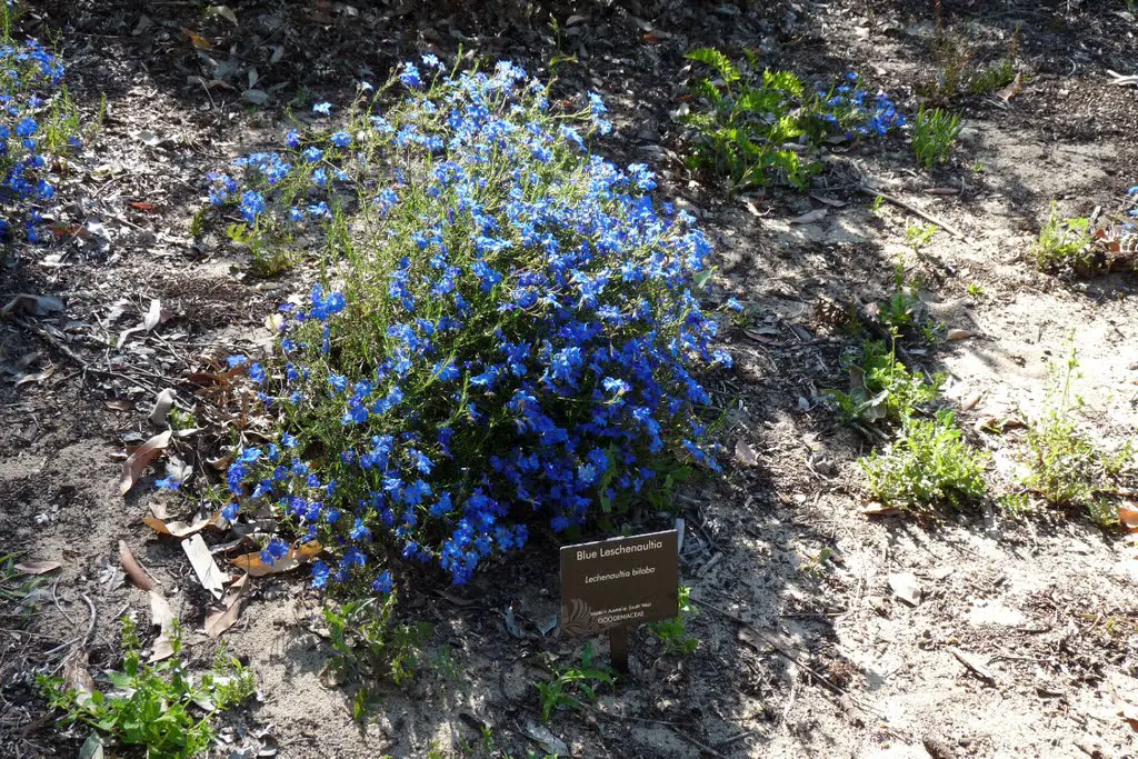 Blue Leschenaultia (Wildflowers)
