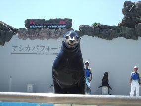 鴨川シーワールド 笑うアシカ ロッキーワールド Kamogawaseaworld Laugh Sea Lion Rocky World Mapio Net