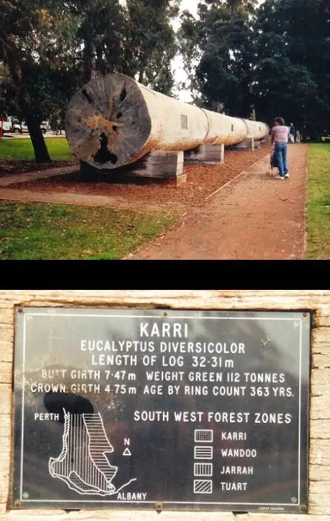big log in 1996