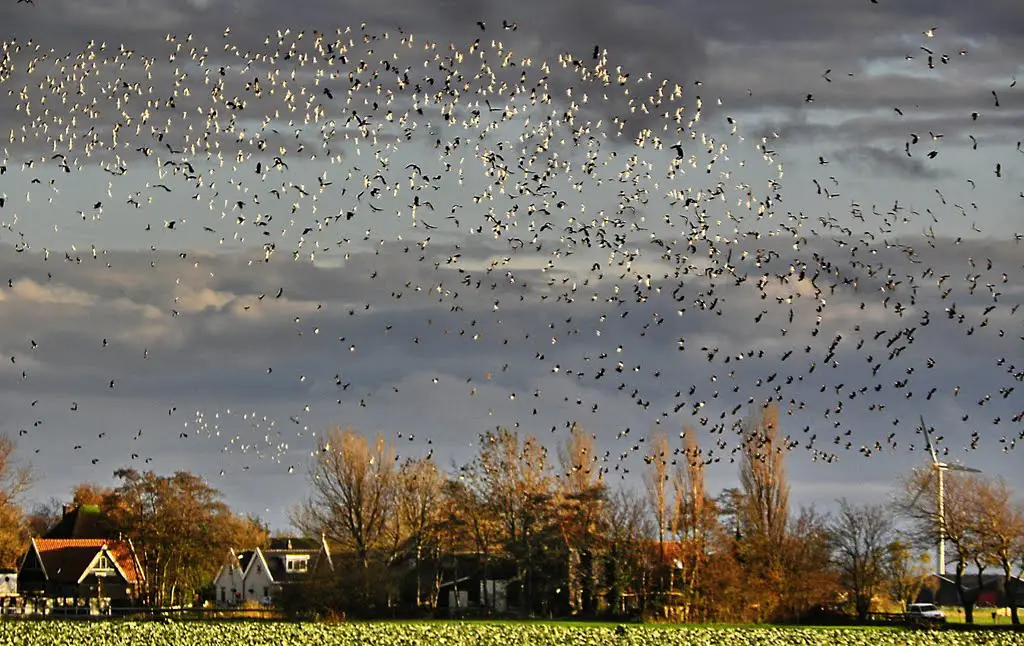 I stopped counting.The every-year birdmigration is about to begin....Best view for details enlarged.