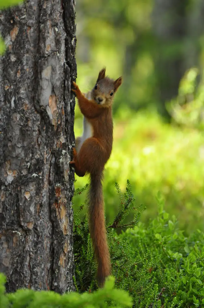Rode of gewone eekhoorn, Red or Eurasian red squirrel (Sciurus vulgaris)