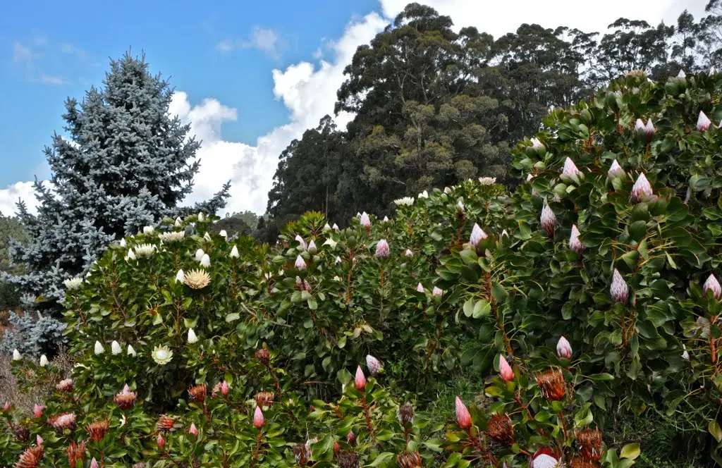 Early Spring King Protea Garden National Rhododendron Garden