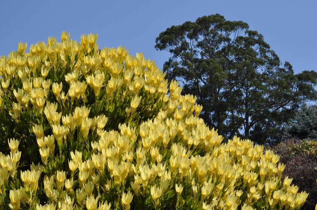 Eucalyptus And Leucadendron At The National Rhododendron Garden