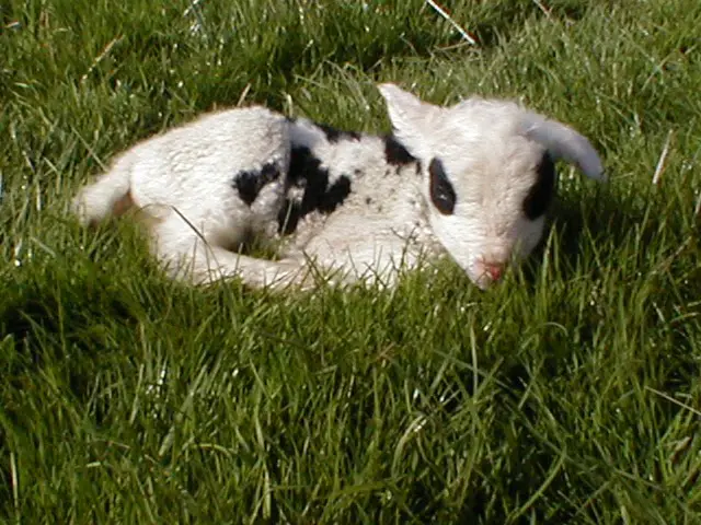 Sleeping Lamb at Hardys Animal Farm, Ingoldmells 