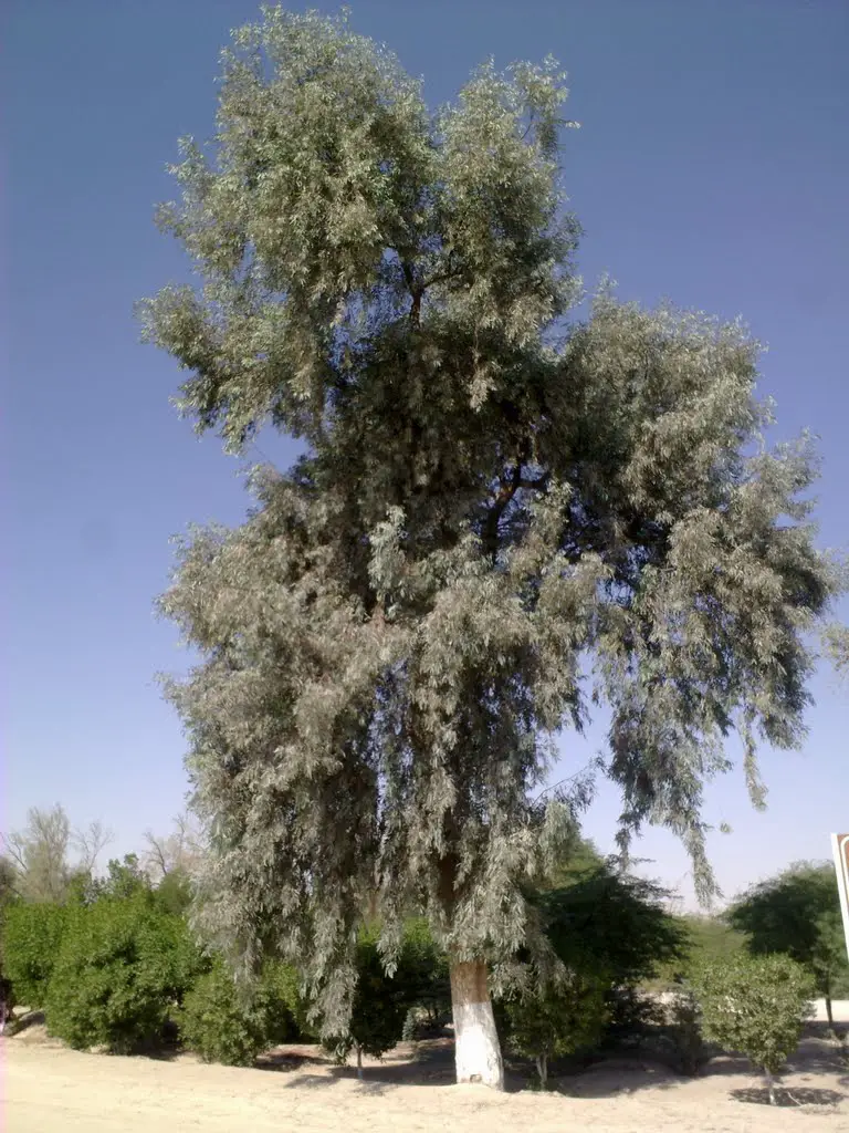 شجرة الكافور Mapio Net