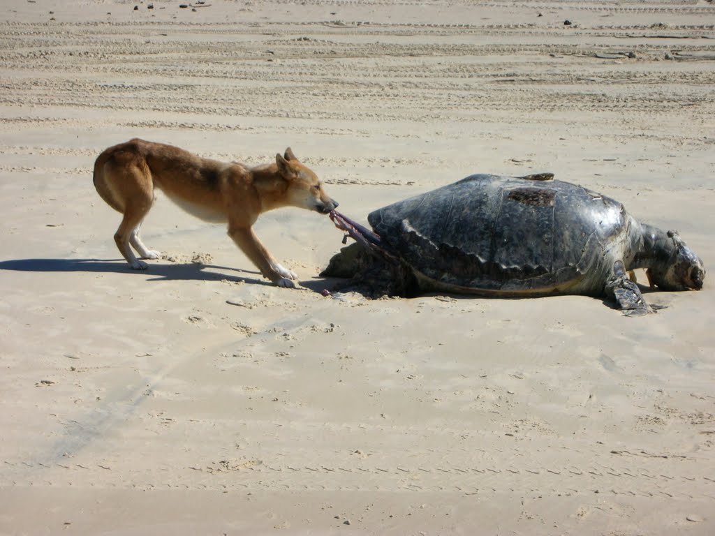 Dingo Eating A Turtle At Fraser Island Mapio Net