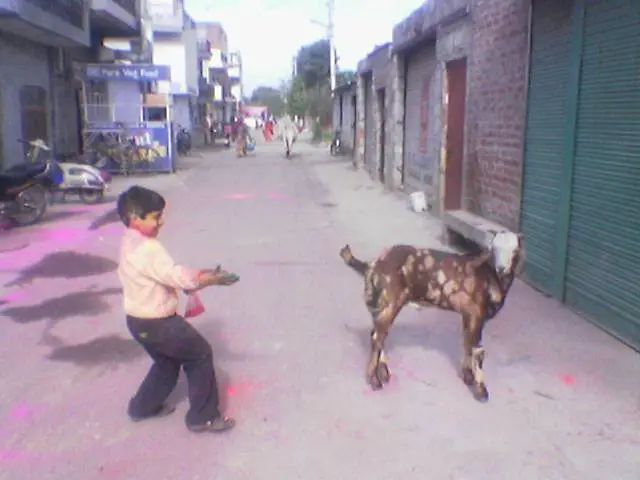 Holi with goat