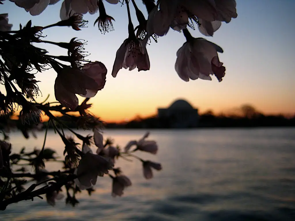 Dawn at the Tidal Basin to see the Blossoms