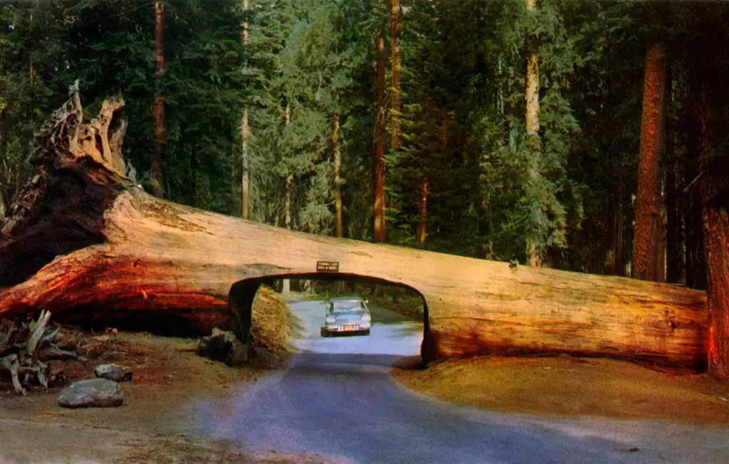tunnel log in sequoia park
