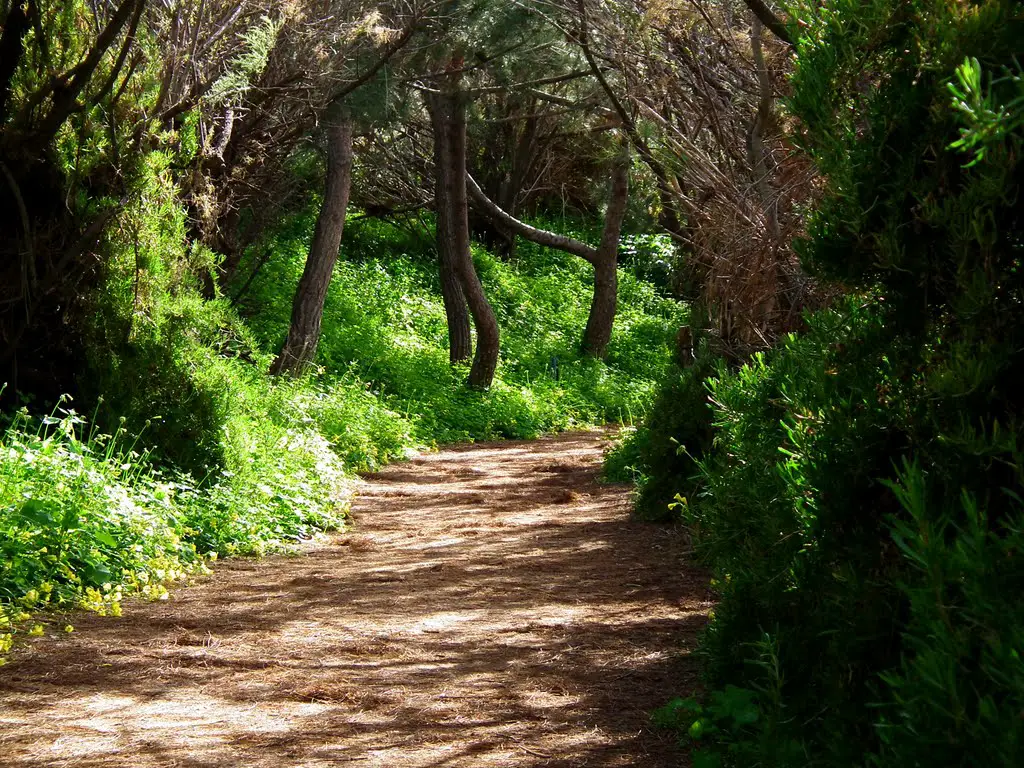Path at Ghadira Nature Reserve |