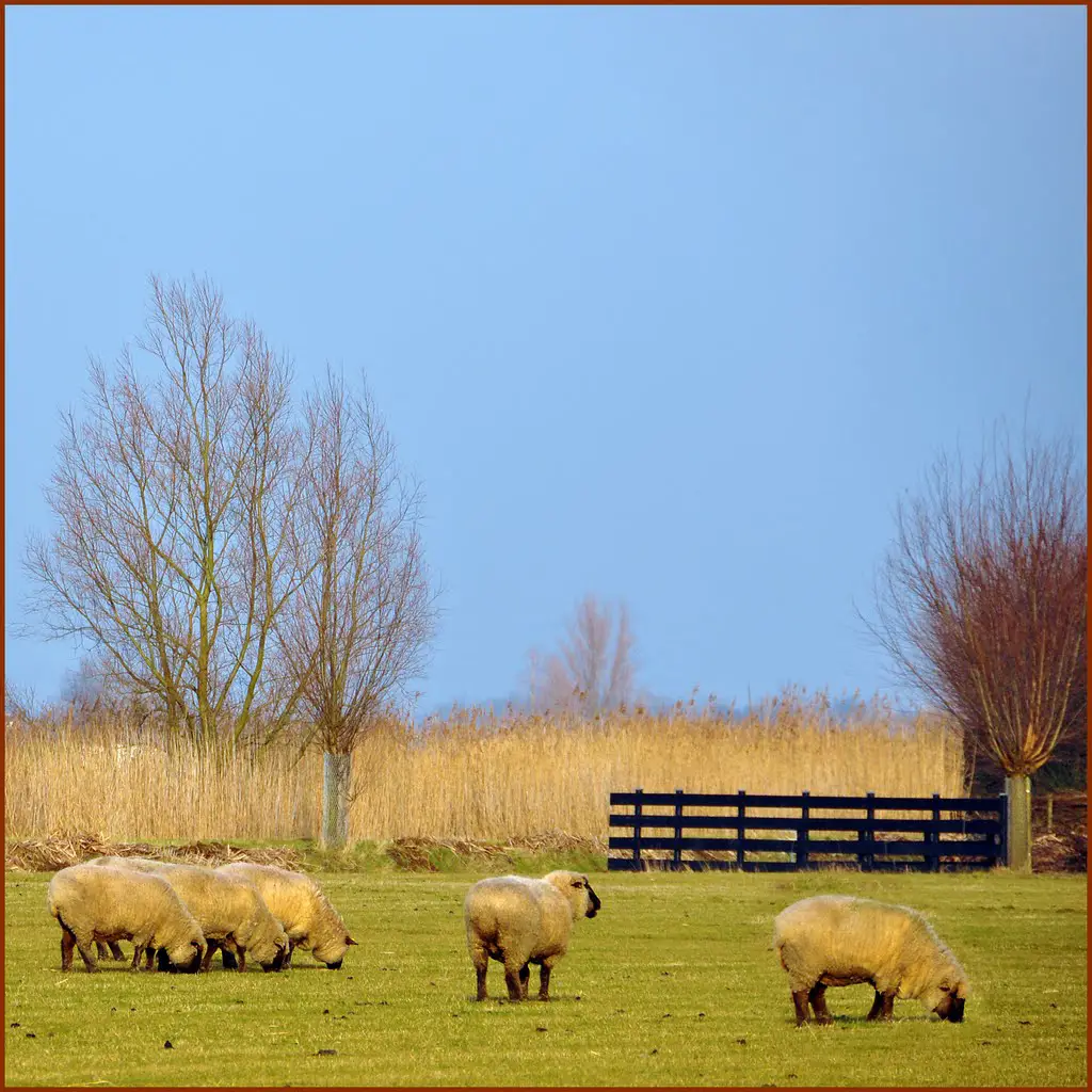 Westmaas - Woolly Sheep