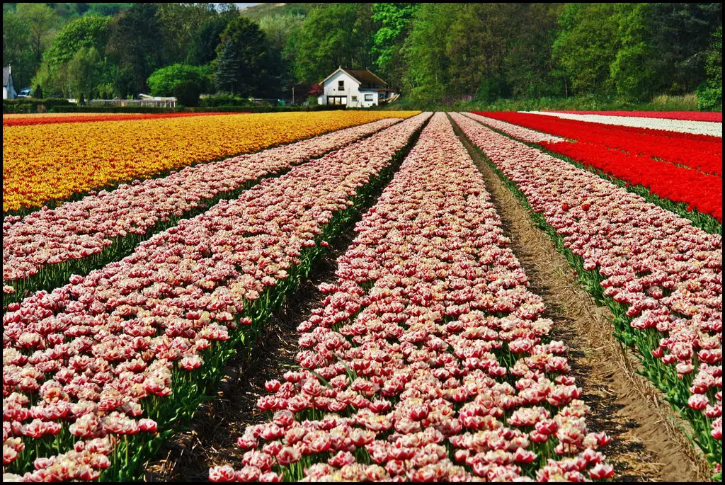 Tulip flowerfields - 1. May  Colours - Εgmond - Holland - By Chio.S