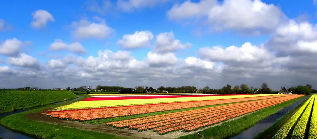 View in full screen! Bulb flowerfield near Krabbendam.