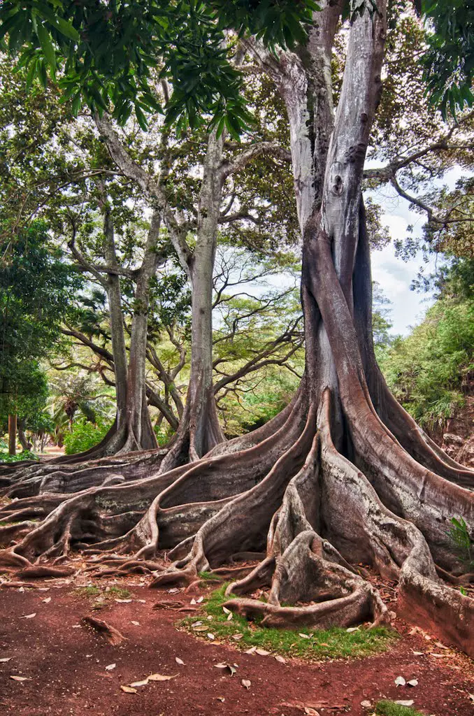 Morton Bay Fig Trees Allerton Garden Kauai Mapio Net