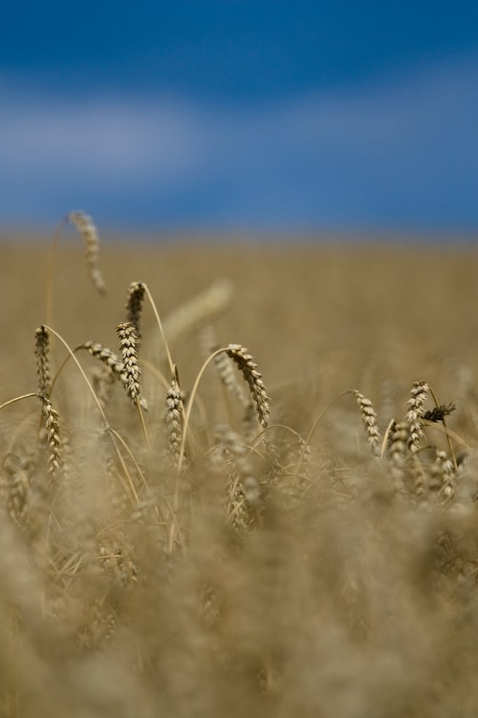 pšenice