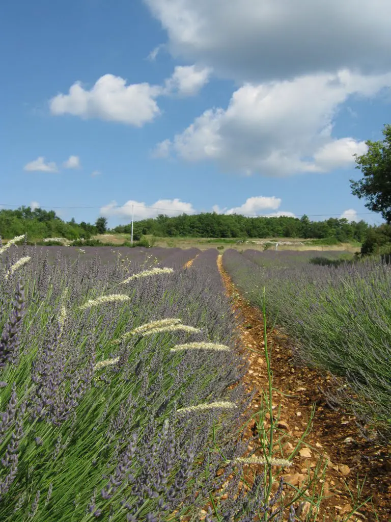 Landscape of Lavenders