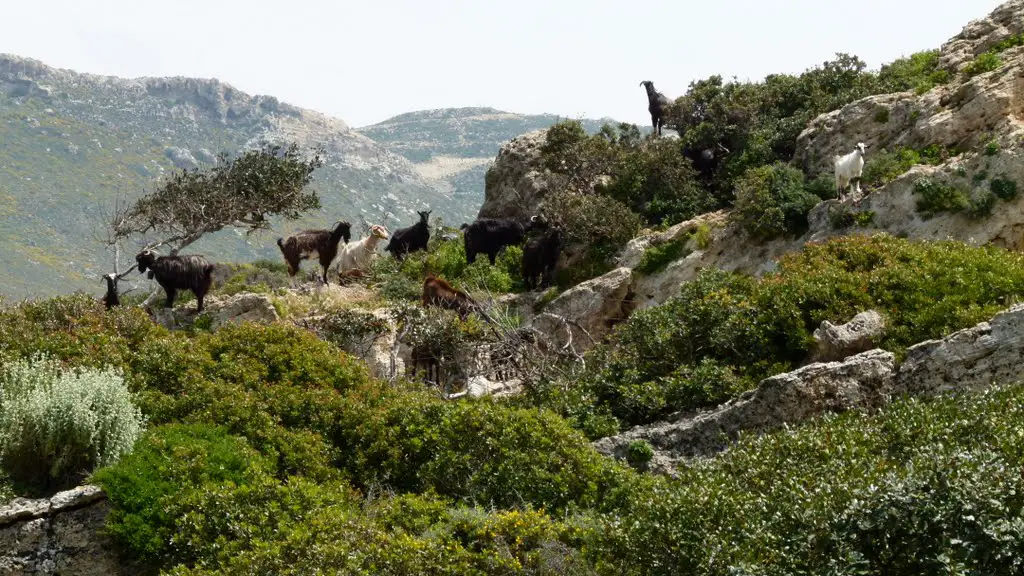 Ancient Phalasarna - Goats on Hill - Common Site