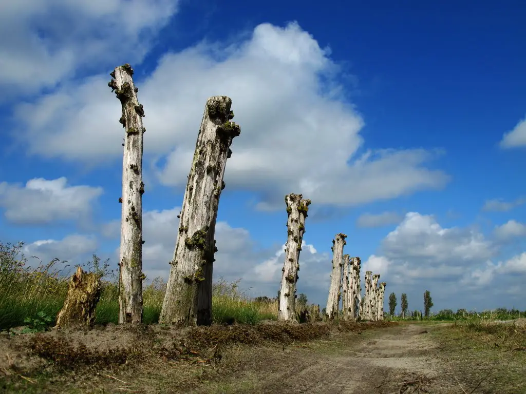 Real or surreal dead trees?