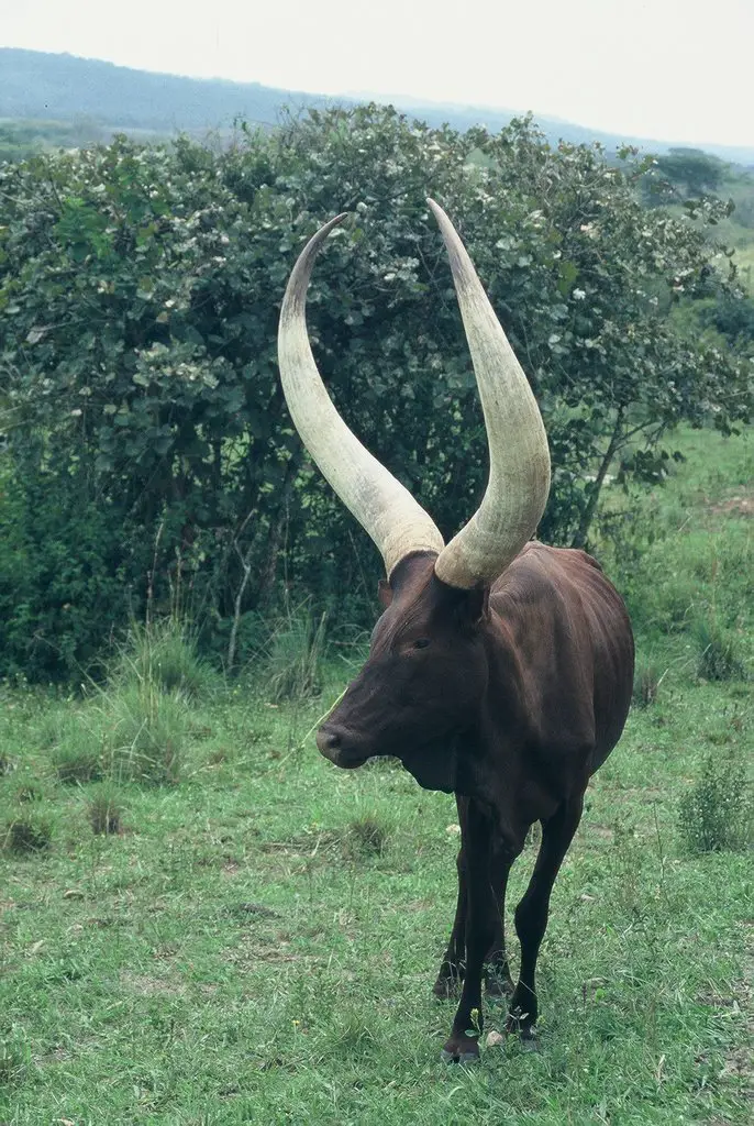 Anchole Cattle Near Katonga Game Reserve Mapio Net