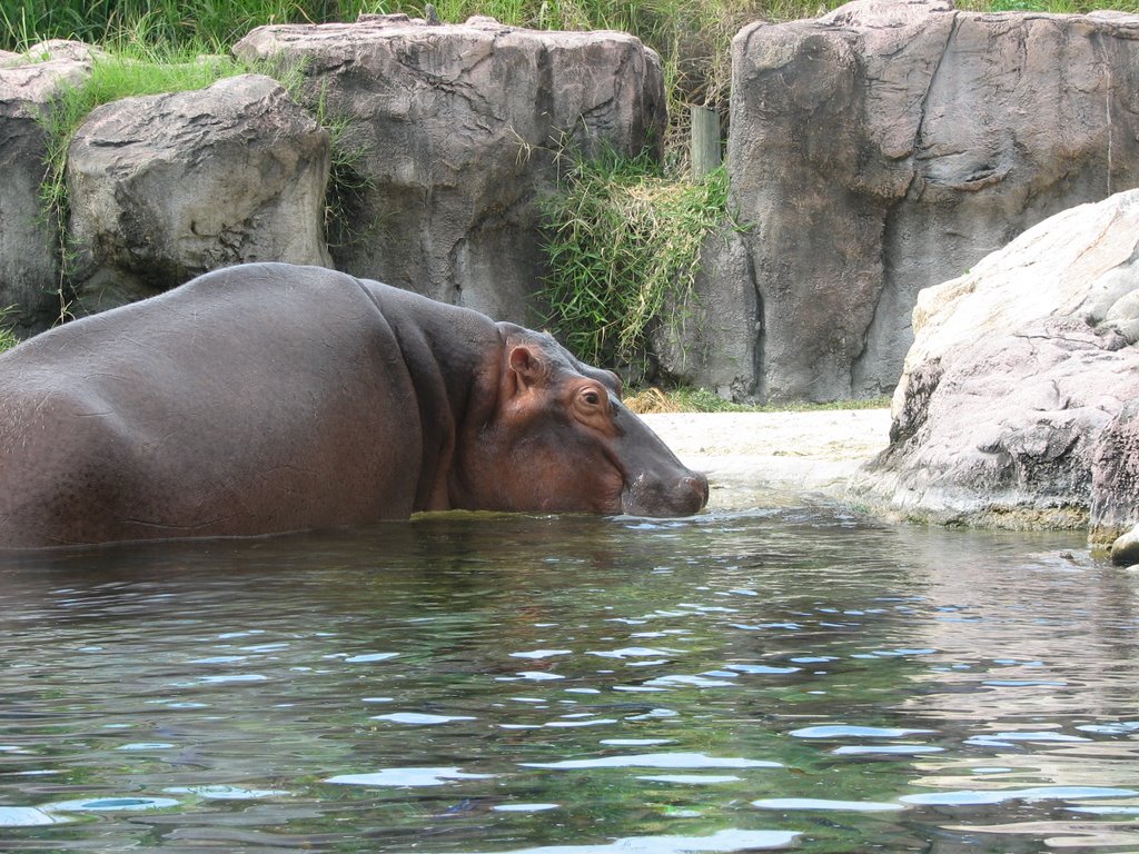Hippopotamus Busch Gardens Florida Mapio Net