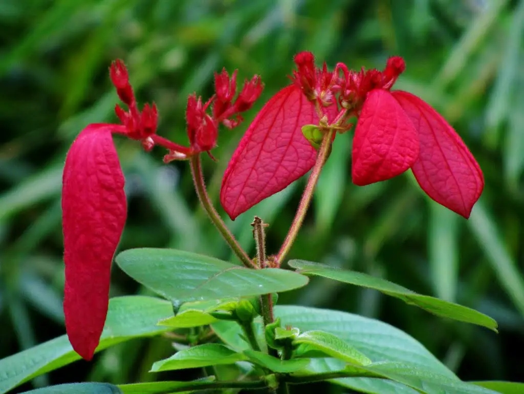 紅葉金花 红萼花 红纸扇 Mussaenda Erythrophylla Mapio Net
