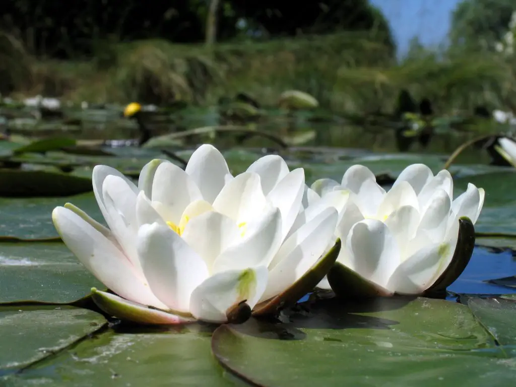 Water_lily