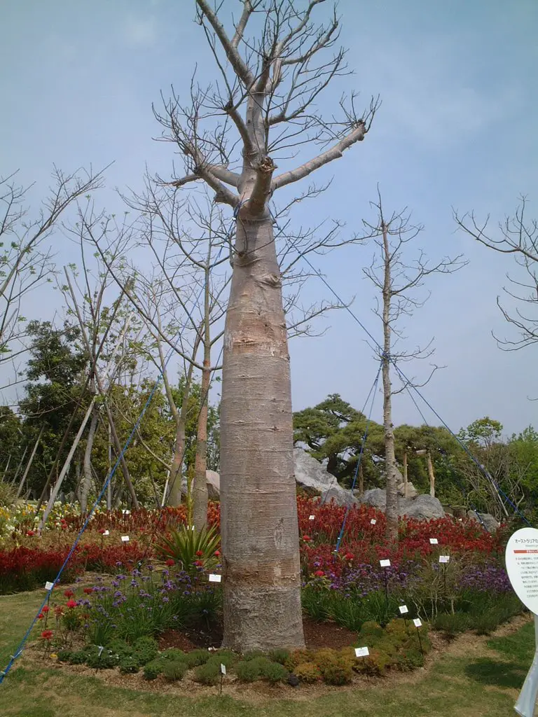 04 04 23 浜名湖花博 緑の里 バオバブの木 Baobab Tree At Pacific Flora 04 Mapio Net