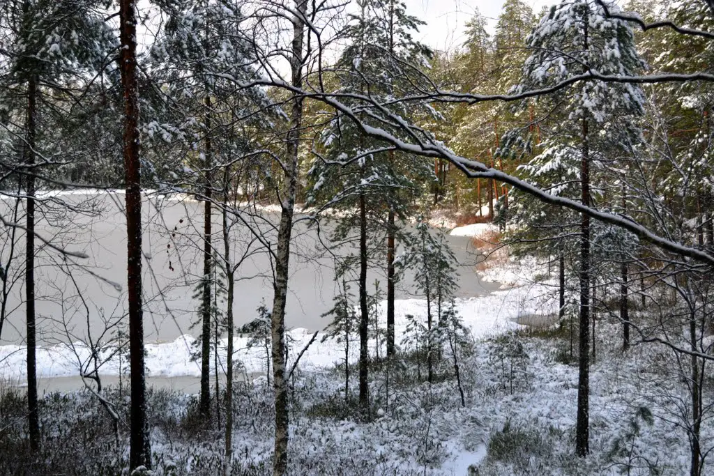 Lake Iso Romlampi after the first snowfall (Nuuksio national park, Espoo, 20111206)