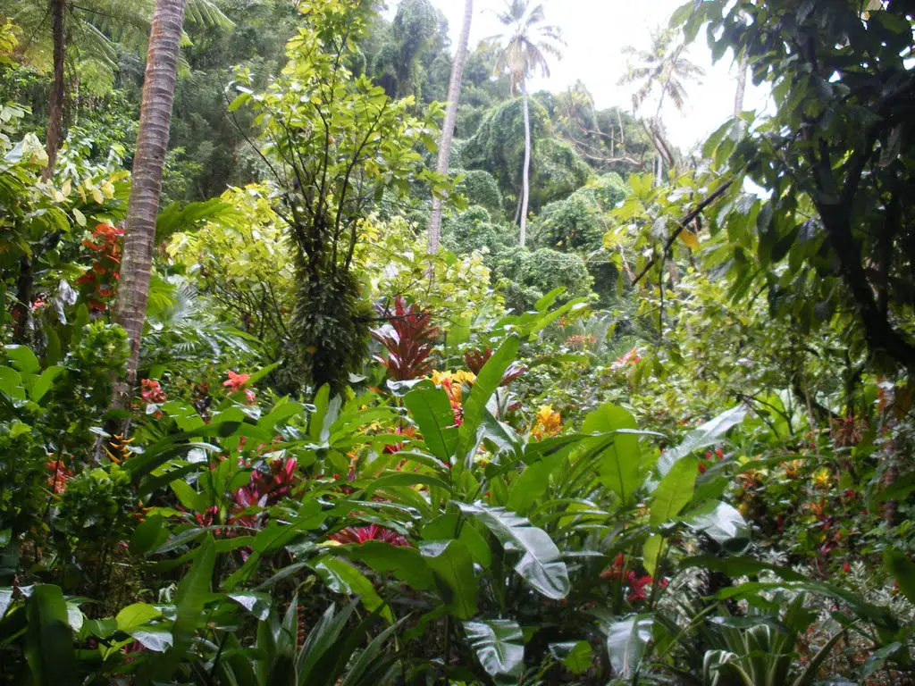 Diamond Falls Botanical Gardens St Lucia Mapio Net