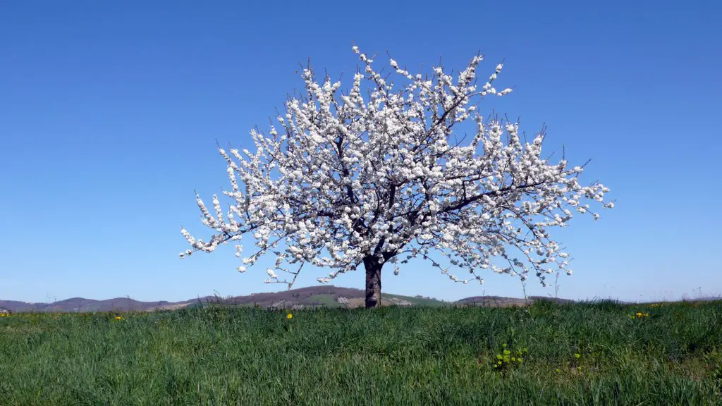 Cerisier en fleurs au crêt d'Arjoux
