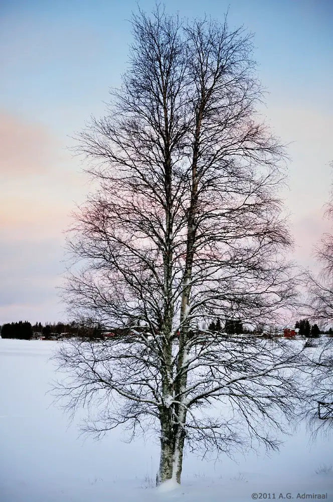 Tree at lake Jokijärvi
