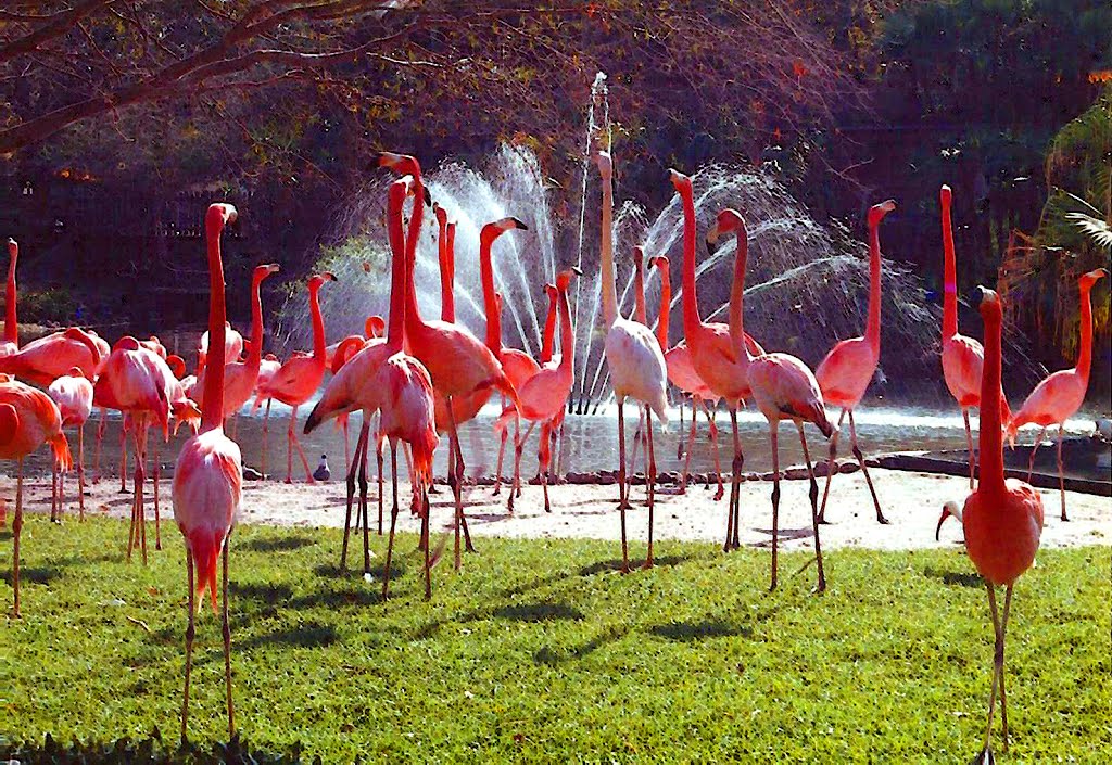 Flamingos Busch Gardens Tampa Fl 1986 Mapio Net