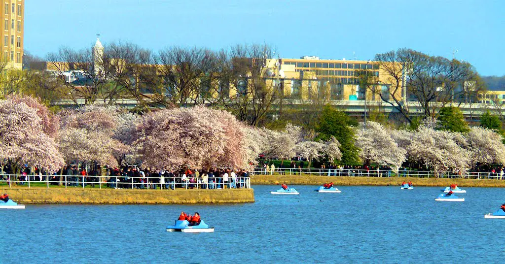 cherry blossoms -paddle boats Tidal Basin 3/11