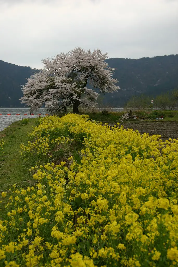余呉湖 桜と菜の花3 Mapio Net