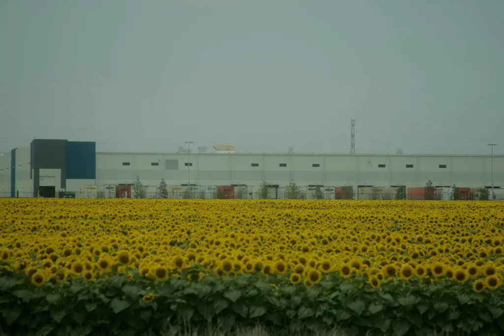 TX Sunflower