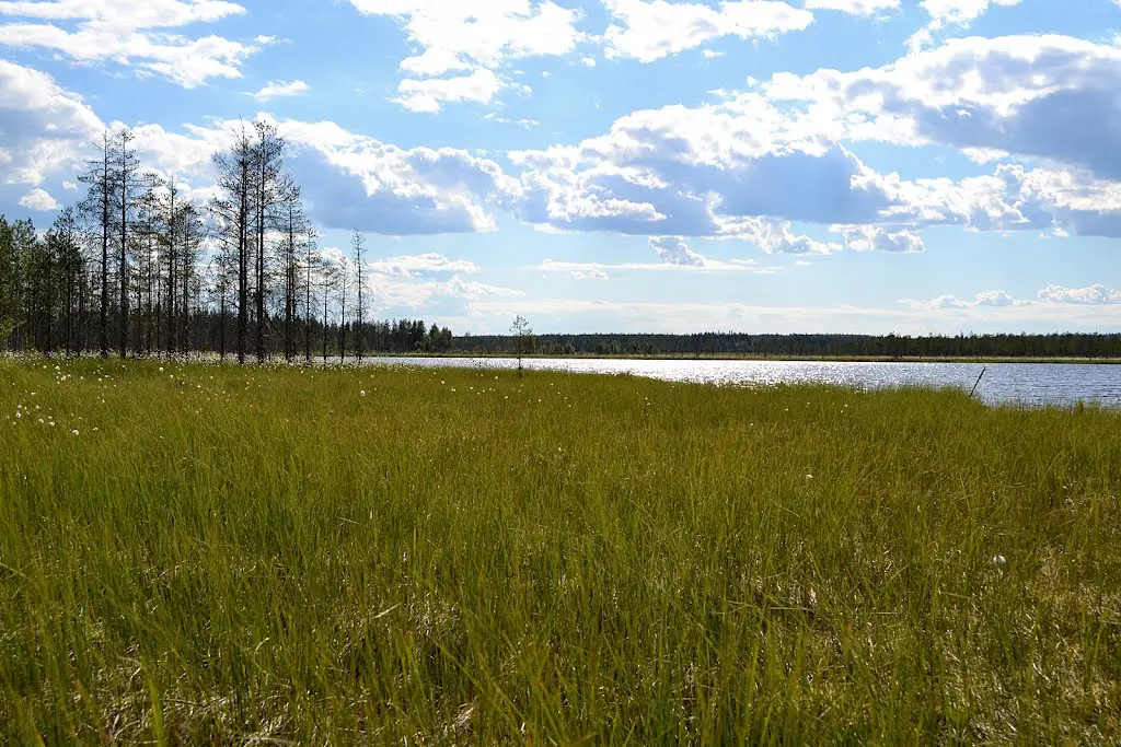 Boggy shore of Lake Kolkonlampi (Ristijärvi, 20120706)