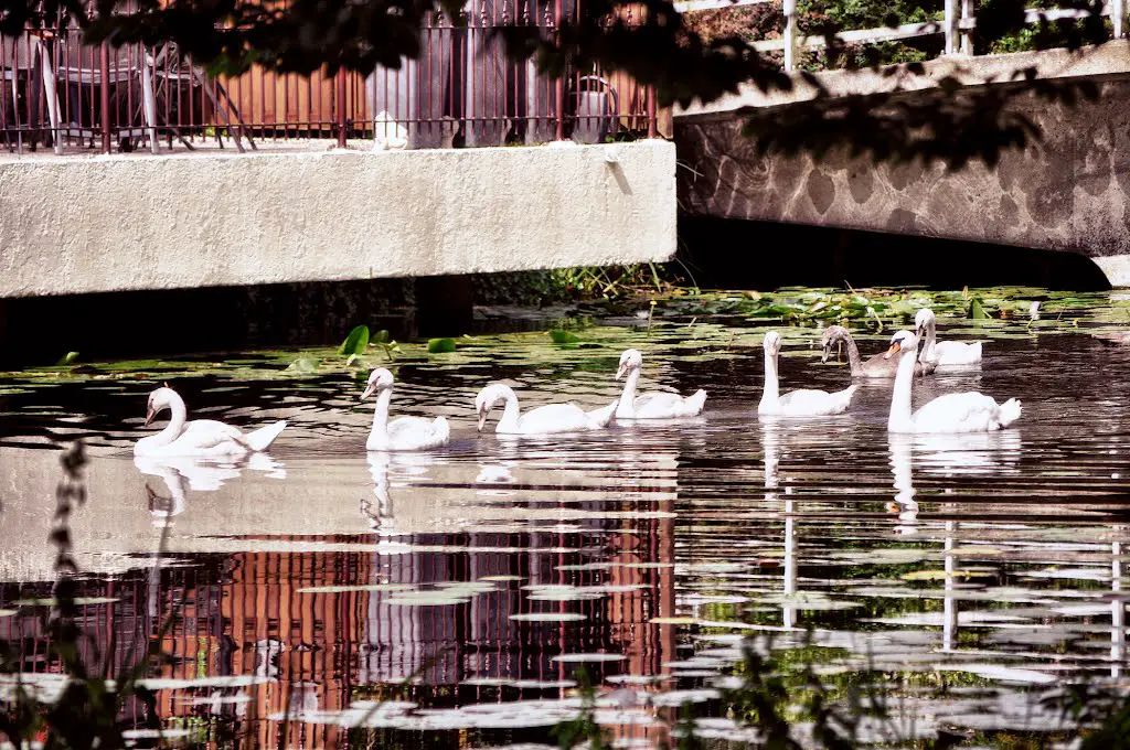 Swans floating on the water in Capelle aan den IJssel, Netherlands