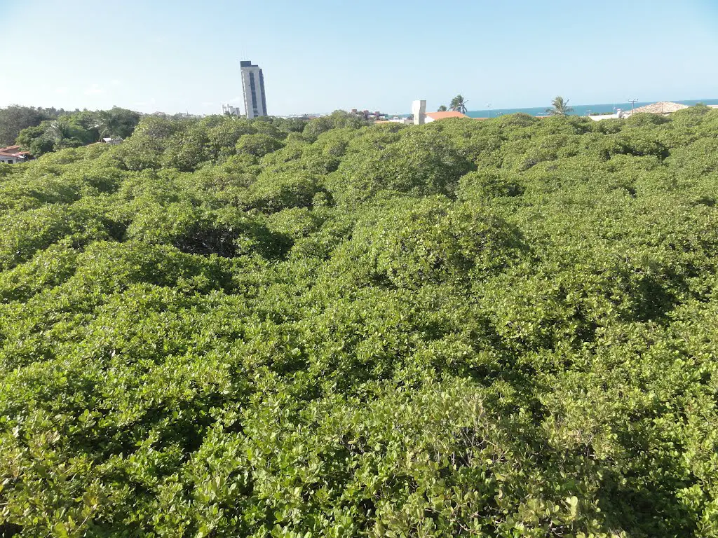 Maior cajueiro do mundo, com 850 m2 e produz 2,5 ton ou cerca de 70 a 80  mil cajus, plantada em 1888, vista a partir do mirante - junto a Praia de
