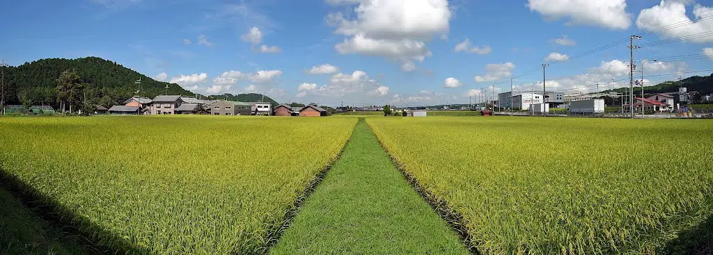 Rice field , 田圃