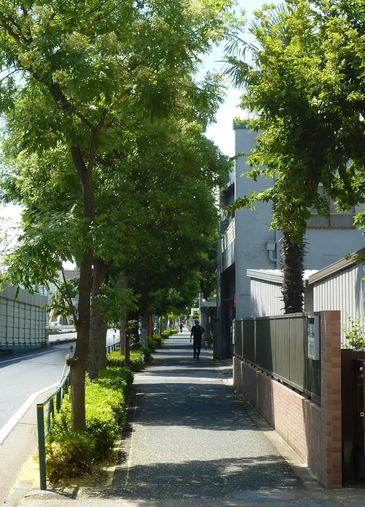 西新井陸橋脇の街路樹 (東京都足立区) (Street trees beside Nishiarai Land Bridge, Adachi-ku, Tokyo, Japan)