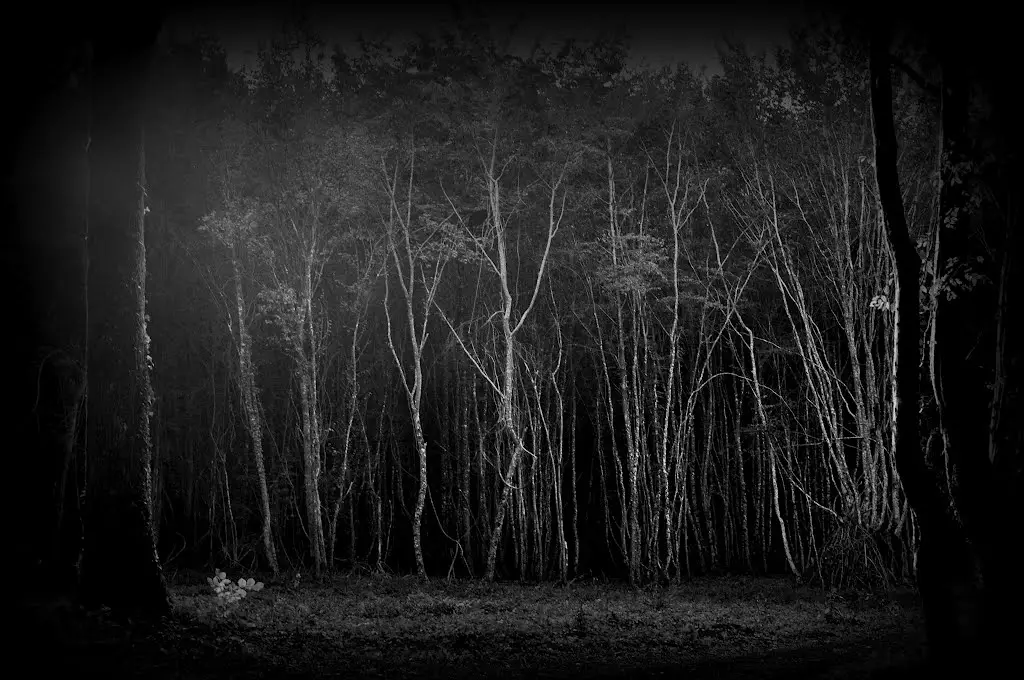 Frightening woods