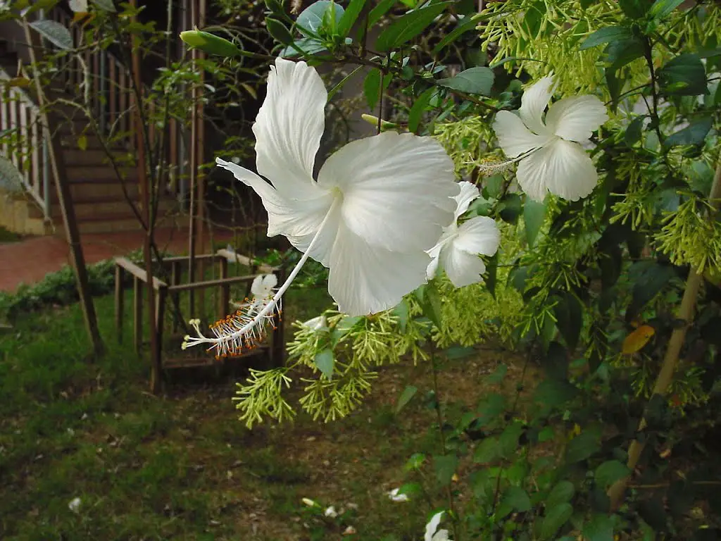 Hibiscus Blanc