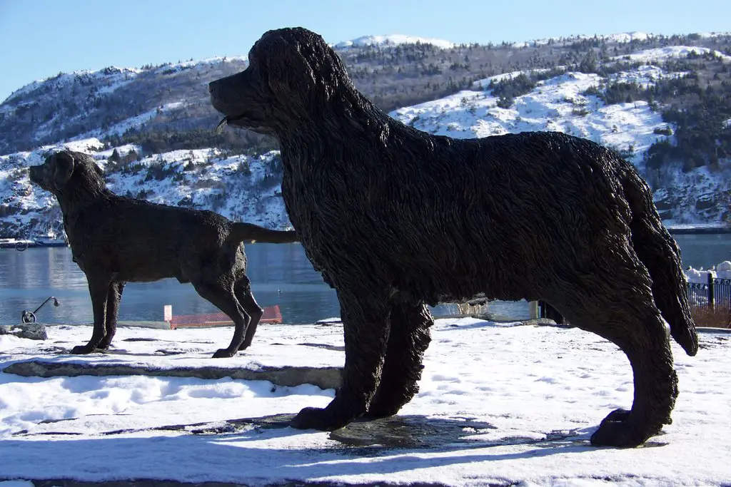 The Newfoundland Dog And Labrador Retriever Statues In Harbourside Park Mapio Net