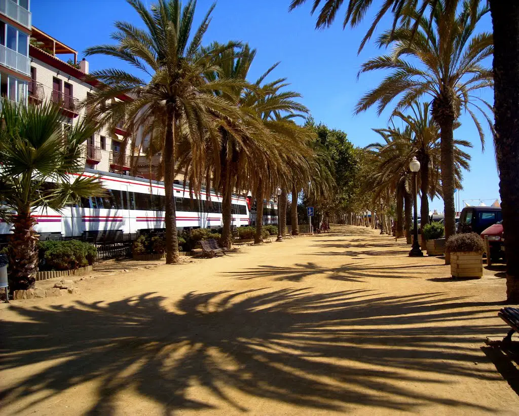 Calella de la Costa,paseo de palmeras a pie de playa.