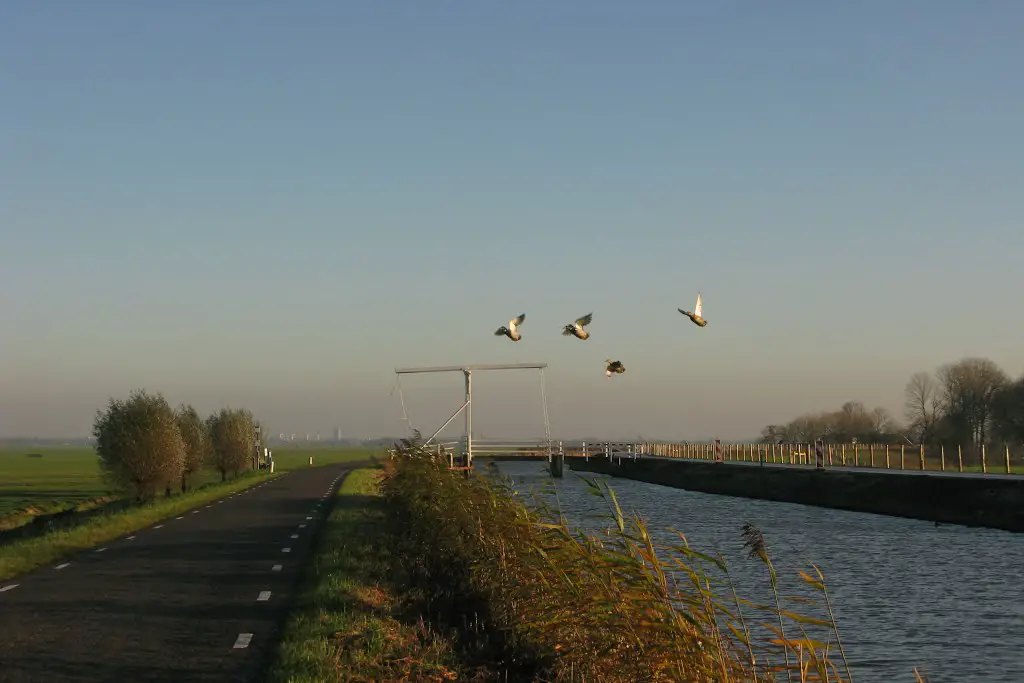 In the polder near Ouderkerk aan de Amstel.