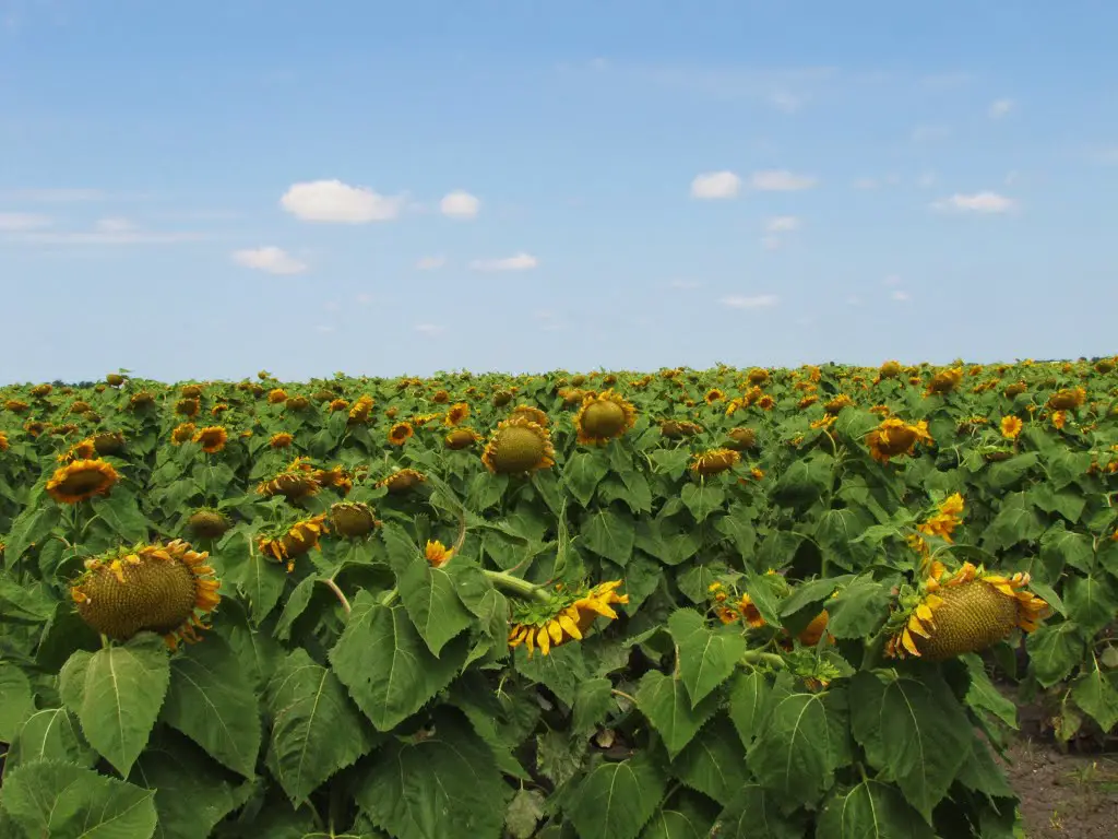 Sunflower Fields next to Bardwell Lake