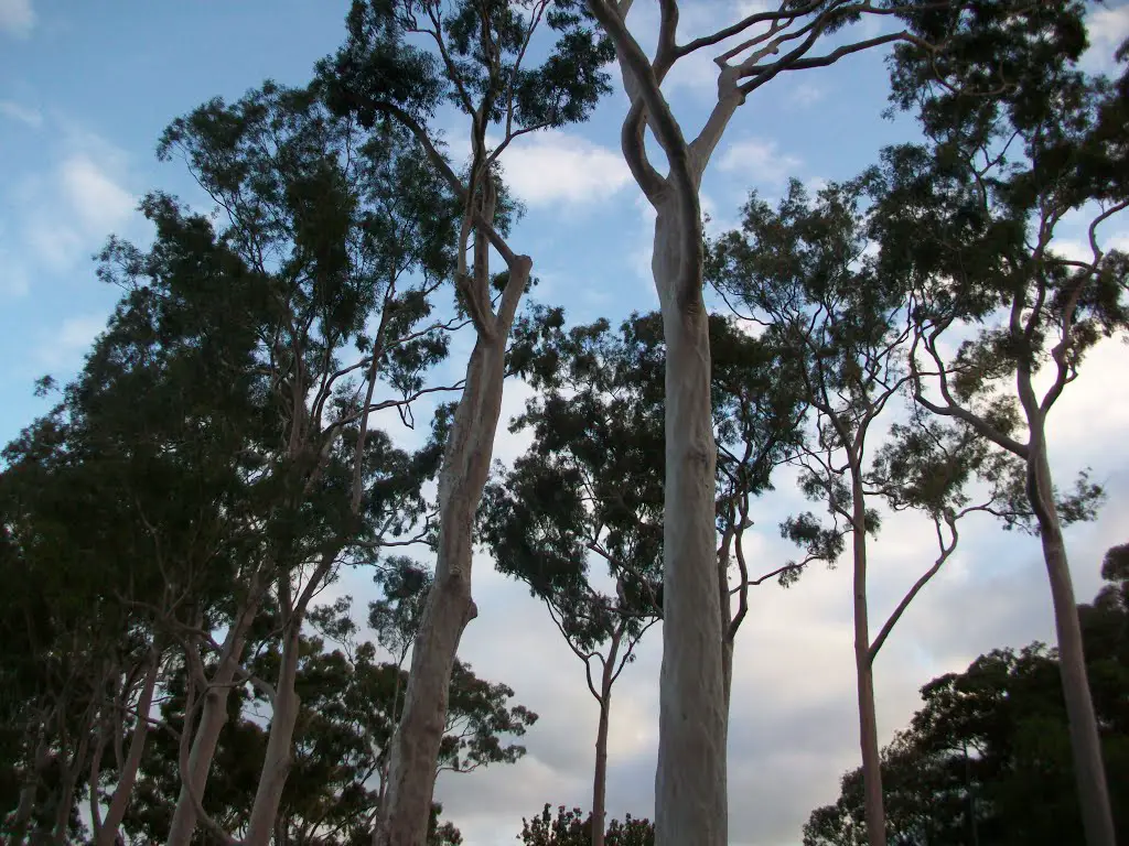 Eucalipti a King's Park - Perth