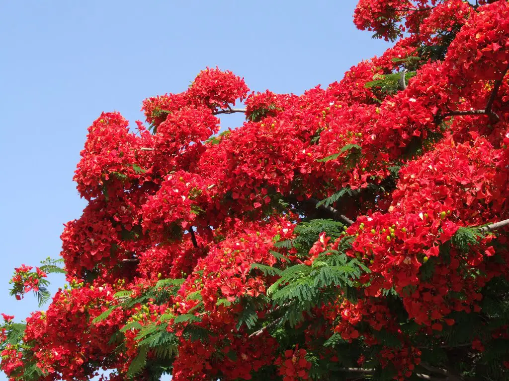 Jacaranda Roja 