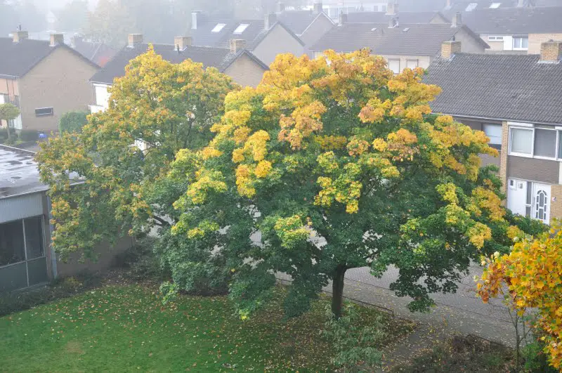 colourful autumn trees at Oranjelaan